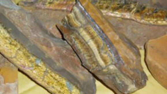 A selection from the newly arrived tiger eye